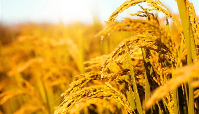 小满节气的特点和风俗 小满节气的特点和风俗是什么