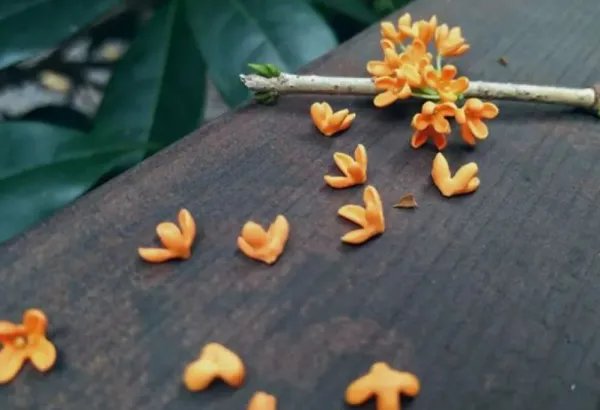 最经典桂花诗