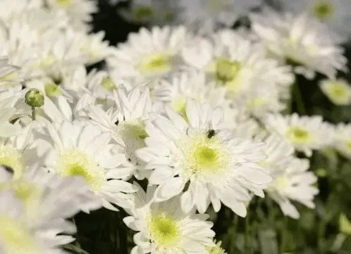 河南郑州一男子在清明节送前女友白菊花,网友是如何评价此男子行为的?