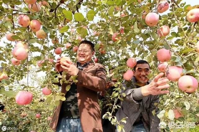 进入9月份了中晚熟水果陆续进入成熟采摘期，可是今年的水果价格怎么这么低？