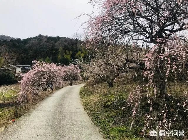 请问最近有没有去过高野山的朋友？