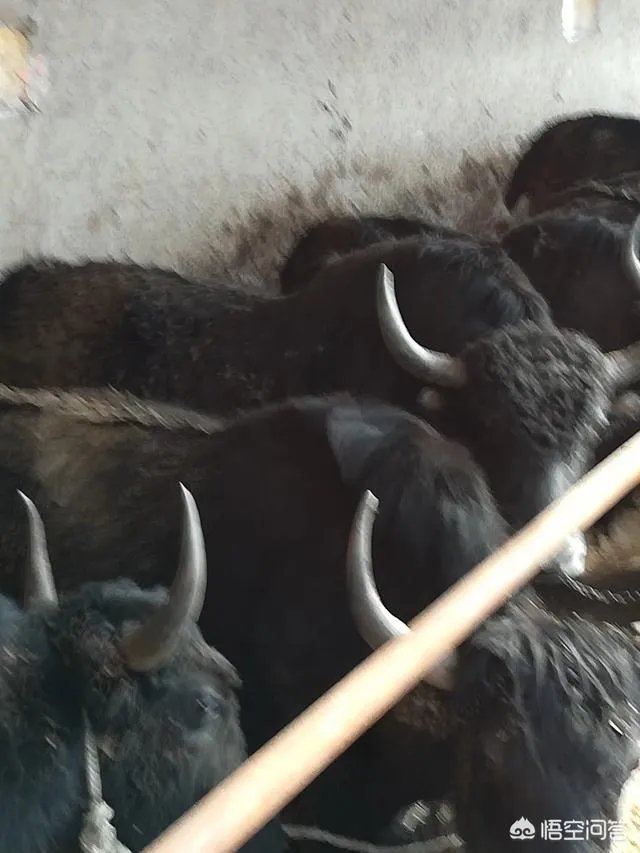 正宗的西藏牦牛肉多少钱一斤?