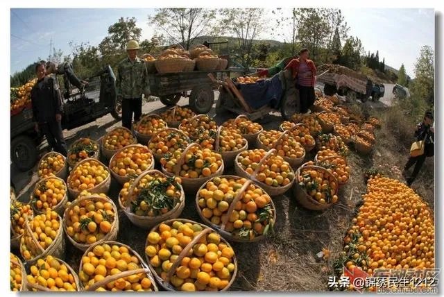 进入9月份了中晚熟水果陆续进入成熟采摘期，可是今年的水果价格怎么这么低？
