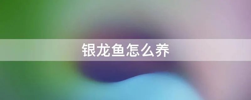 银龙鱼怎么养