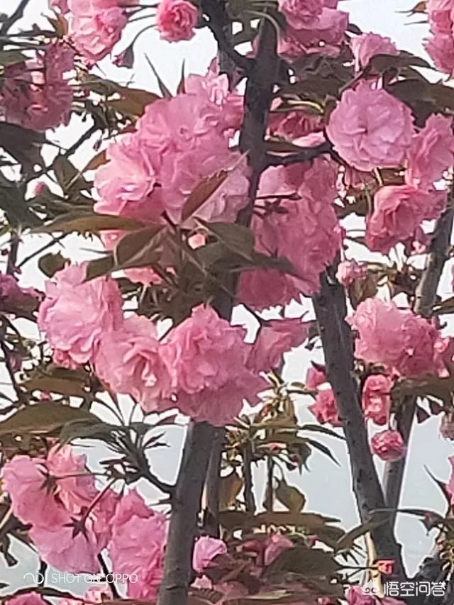 女孩子经常拍花的照片给我看是什么意思?