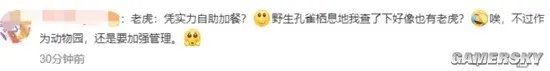 动物园老虎把孔雀吃了 园区回应:有1000多只散养孔雀