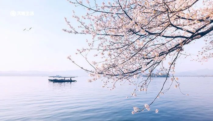 樱花的花语是什么