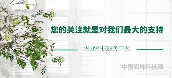 碧桃如何修剪?