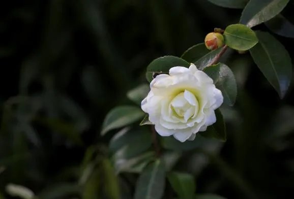山茶花花语 山茶花代表什么象征意义