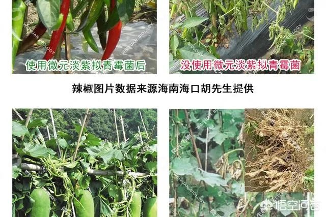淡紫拟青霉能在温度零下时使用吗?