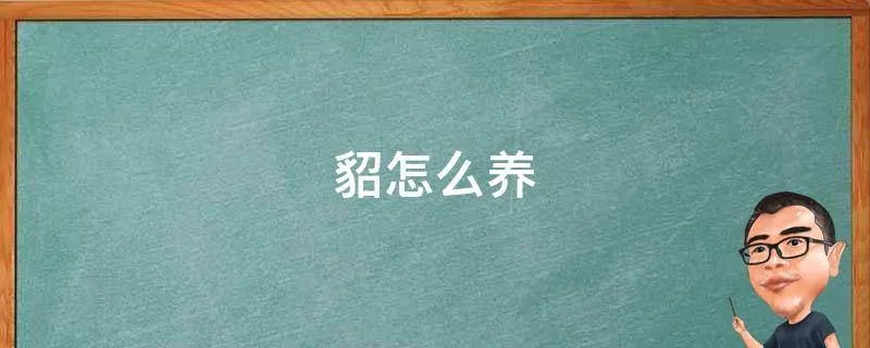貂怎么养