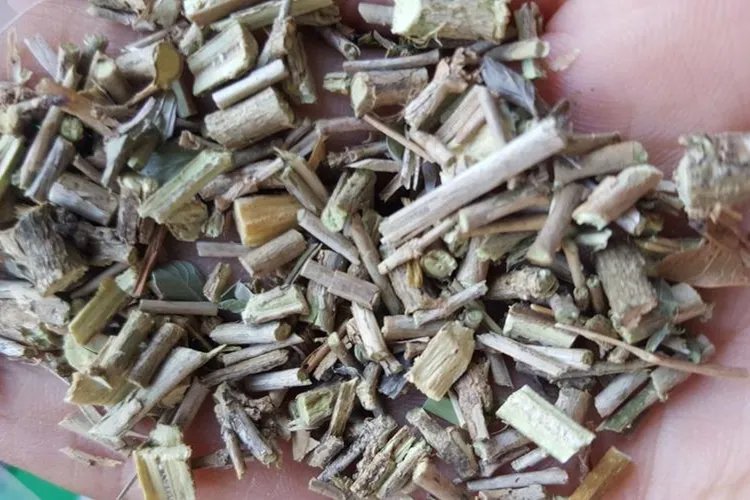 六月寒草图片