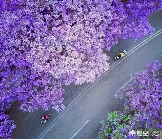 女孩子经常拍花的照片给我看是什么意思?