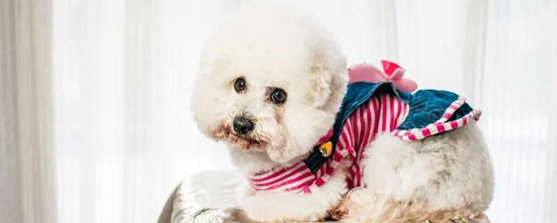 松狮犬的脾气怎么样 松狮犬的优缺点
