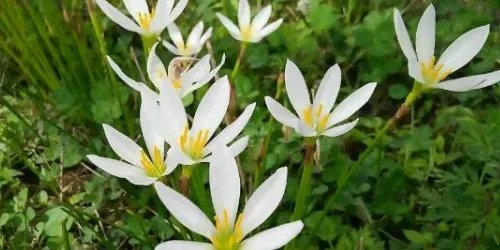 关于水仙花的传说有哪些?