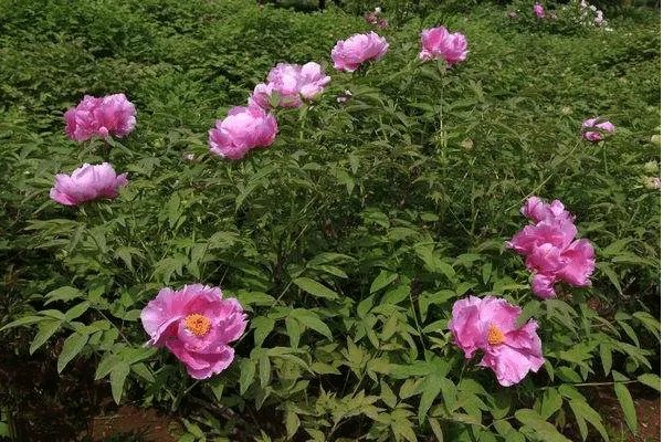 洛阳哪个牡丹园最好?具体说说可以吗?