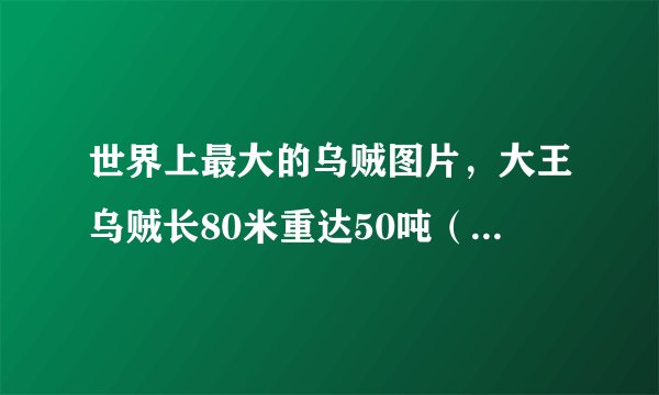 世界上最大的乌贼图片,大王乌贼长80米重达50吨(常与鲸鱼搏斗)