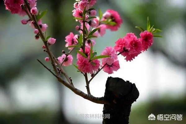 碧桃如何修剪?