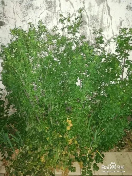 香菜种植