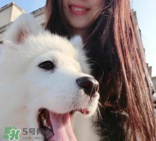 萨摩耶多少钱一只?小萨摩耶多少钱一只?