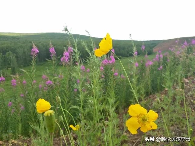 去呼伦贝尔大草原玩的旅游攻略?