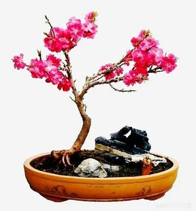 碧桃如何修剪?