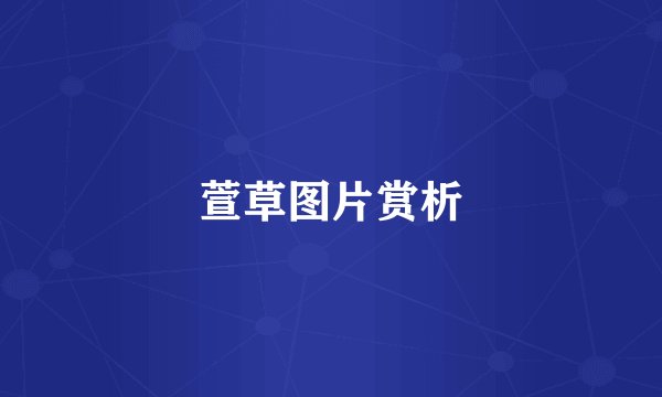 萱草图片赏析