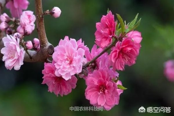 碧桃如何修剪?