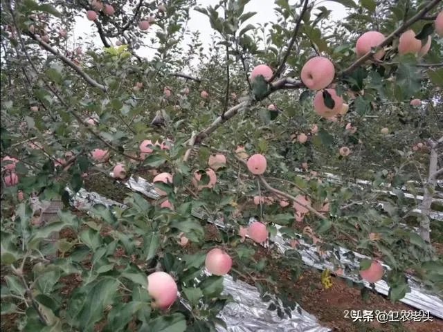 进入9月份了中晚熟水果陆续进入成熟采摘期，可是今年的水果价格怎么这么低？