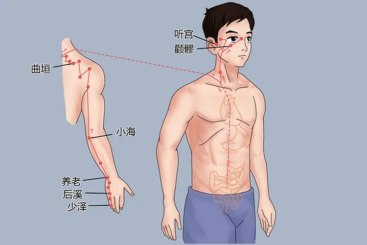 背部经络图片