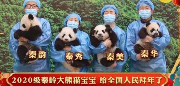 秦岭4小只大熊猫宝宝可爱拜年,为何人们对萌宠没有抵抗力?
