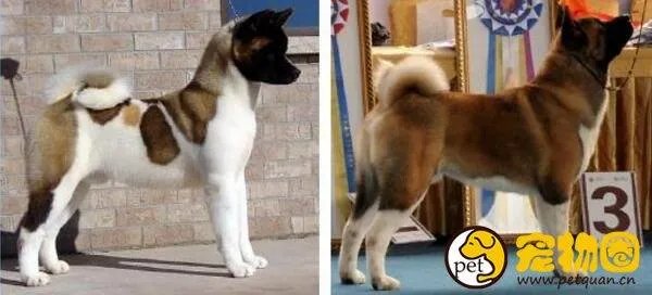 美系秋田犬是怎么来的,和日系秋田有什么区别