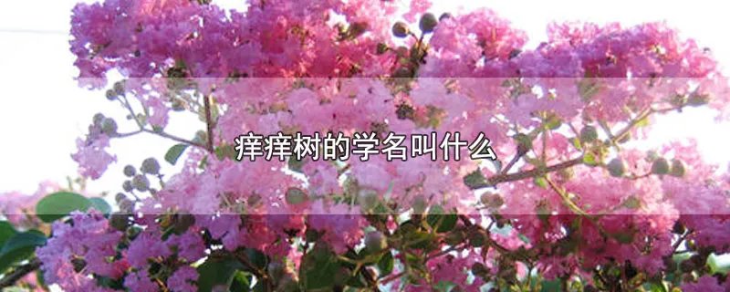 痒痒树的学名叫什么