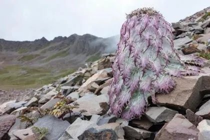 水母雪兔子是国家保护植物吗