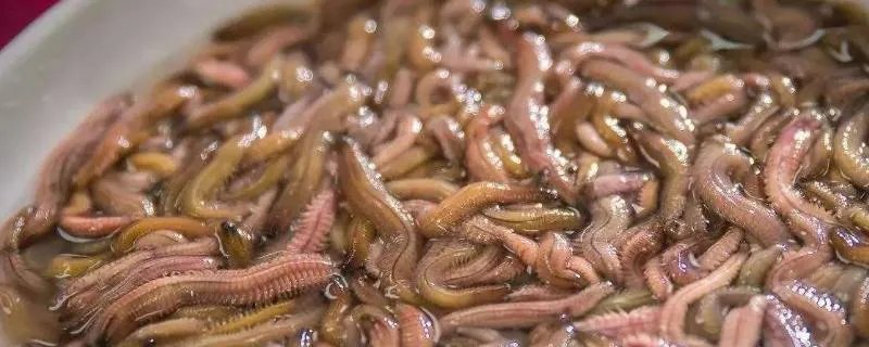 禾虫是什么虫