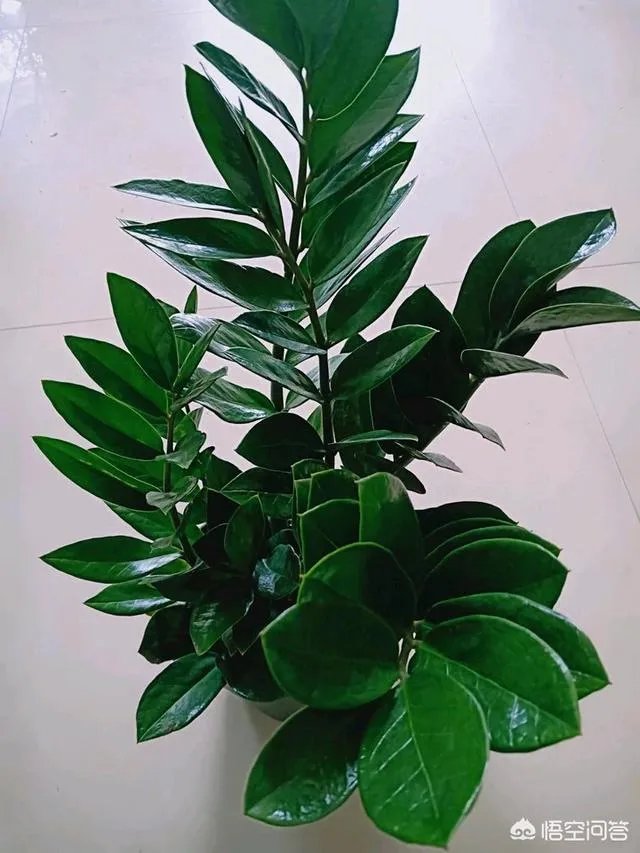 金钱树该怎么养?