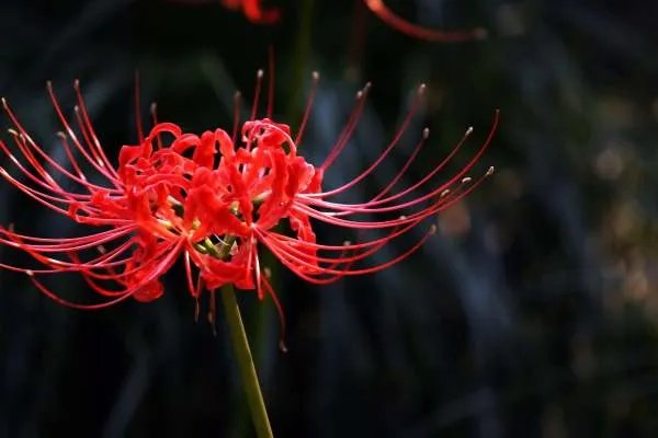 彼岸花的花语是什么?