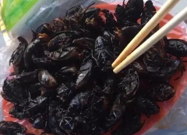 广东人为什么喜欢吃煮“水曱甴(蟑螂)?