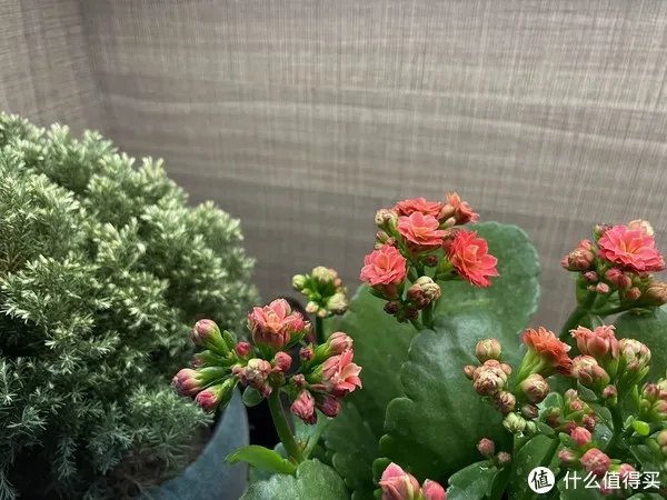 给老爸老妈换个iPhone吧!——iPhone12开箱简评。还把屏幕划伤了!