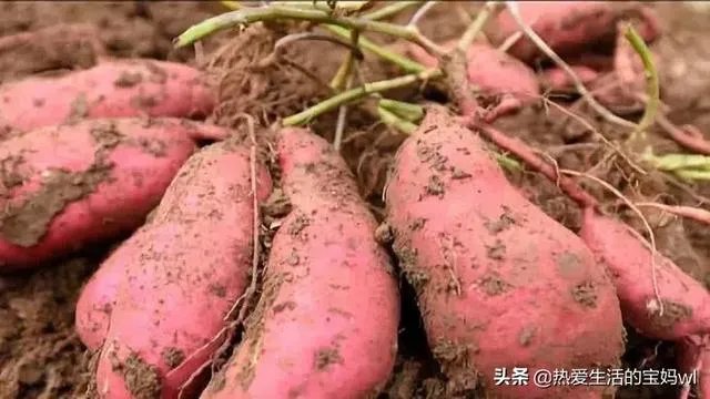 农产品加工项目，有什么工艺项目能加盟吗？