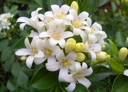 夜来香花图片及功效 夜来香什么时候开花