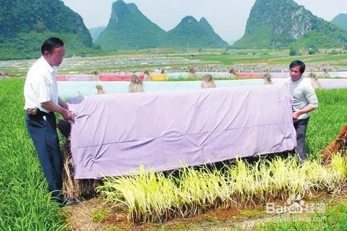 韭黄种植方法
