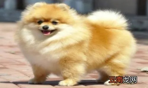 什么是哈多利博美