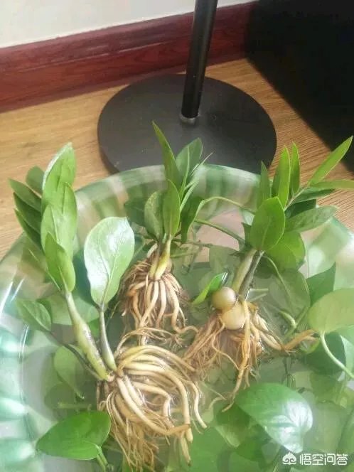 金钱树该怎么养?