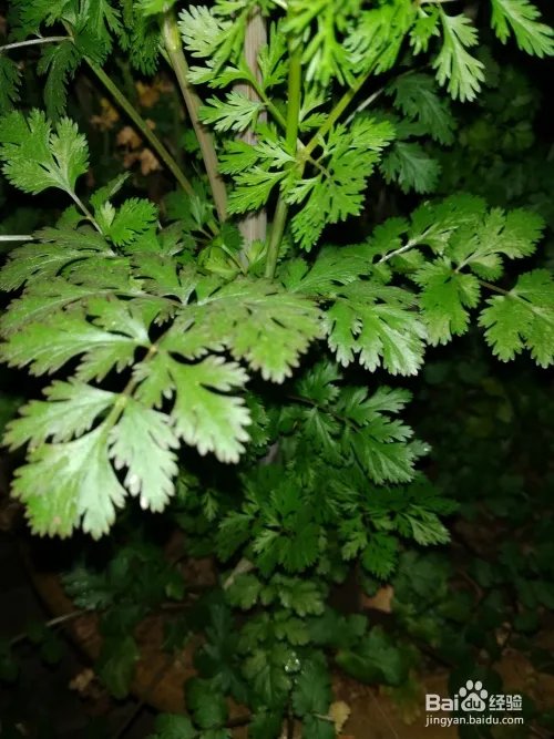 香菜种植