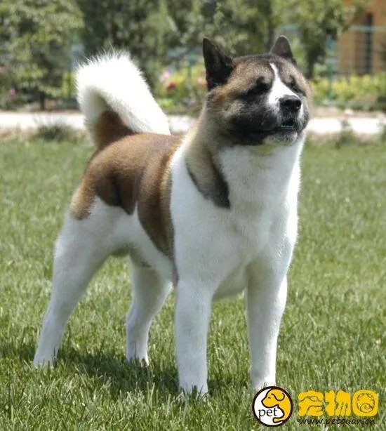 美系秋田犬是怎么来的,和日系秋田有什么区别