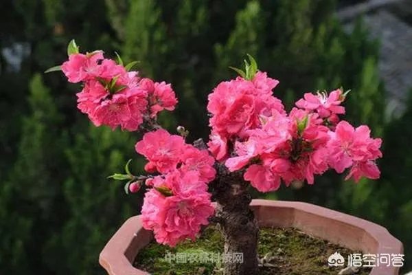 碧桃如何修剪?