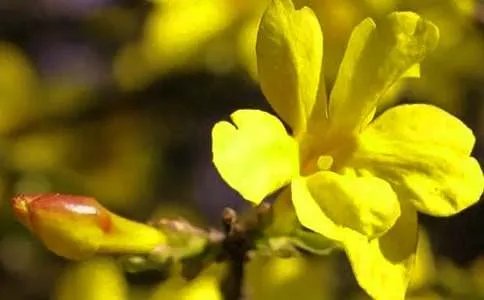 迎春花开