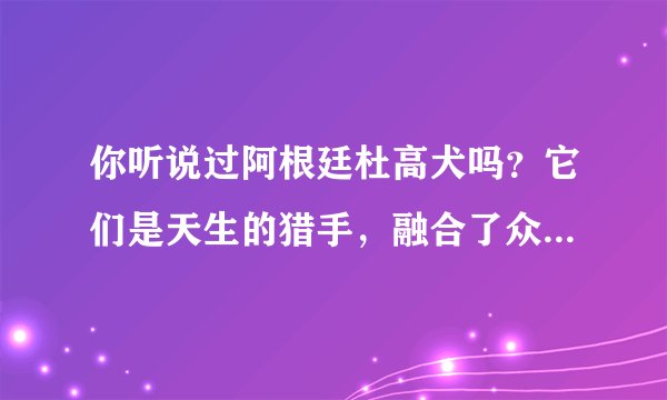 你听说过阿根廷杜高犬吗?它们是天生的猎手,融合了众多犬种优点