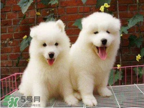 萨摩耶多少钱一只？小萨摩耶多少钱一只？